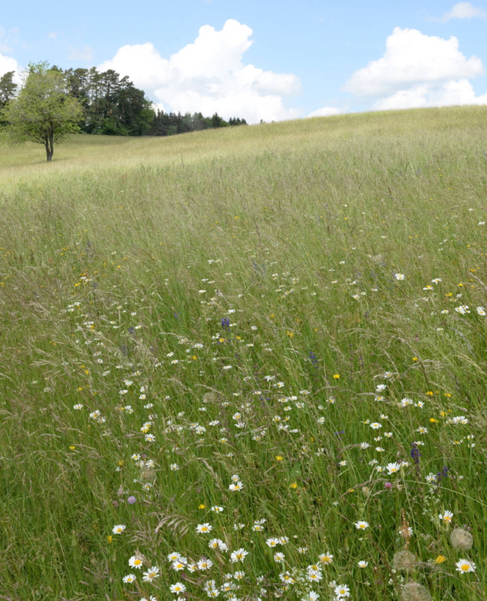 Magerwiese Randen