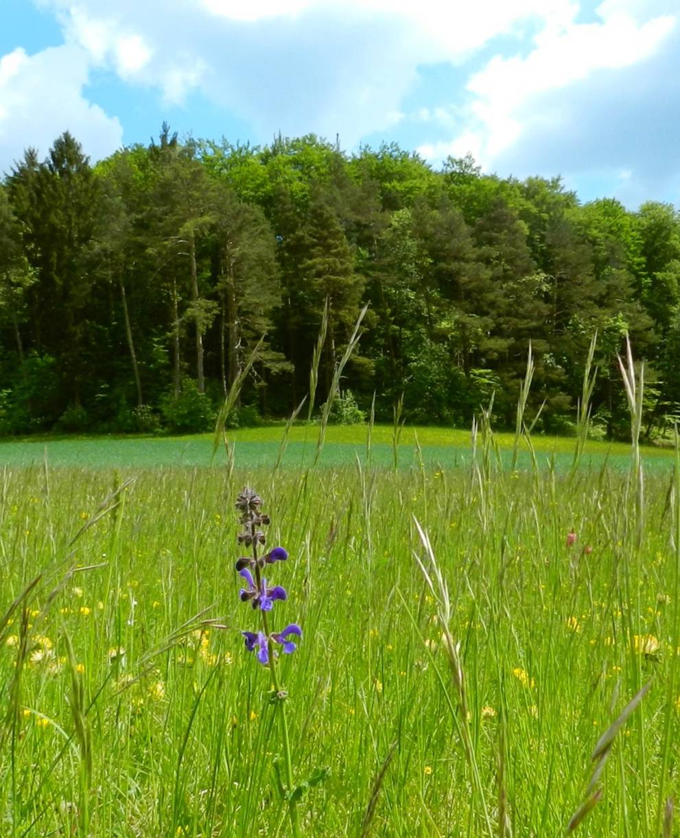 Naturschutzgebiet Süüstallchäpfli-Fuchsacker