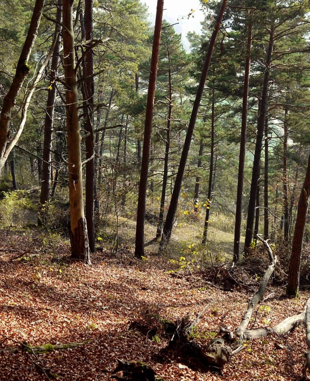 Schutzgebiet_Laadel_2016_Wald_cr_Pro_Natura_Schaffhausen