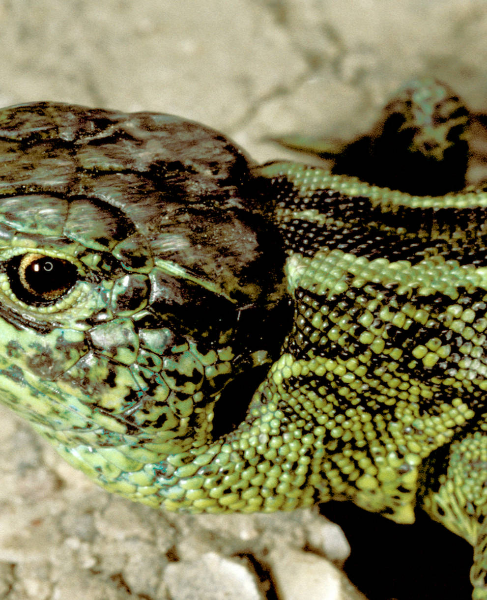 Zauneidechse, Lacerta agilis, Männchen_cr_Egon_Knapp