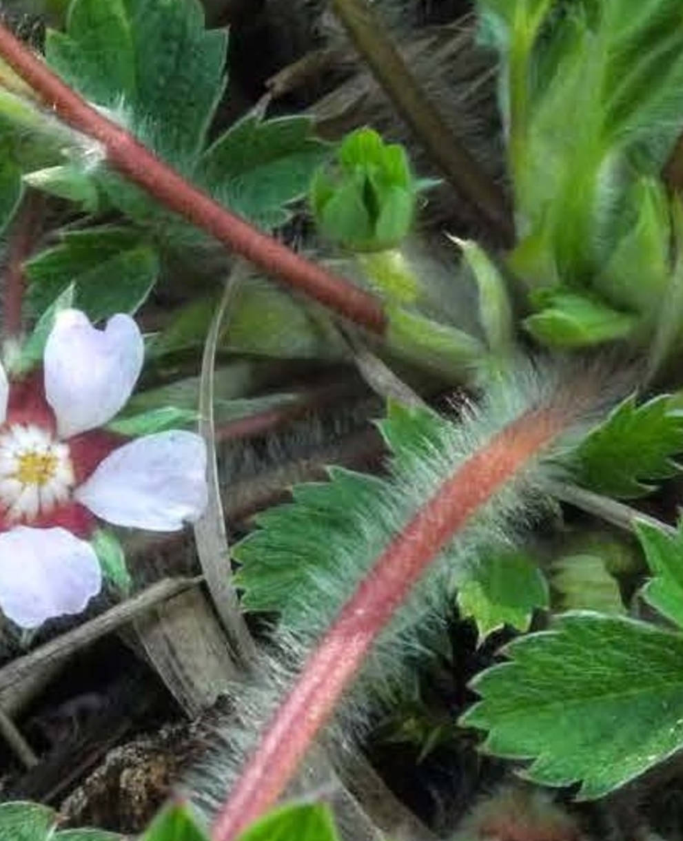 Kleinblütiges fingerkraut (Potentilla micrantha)