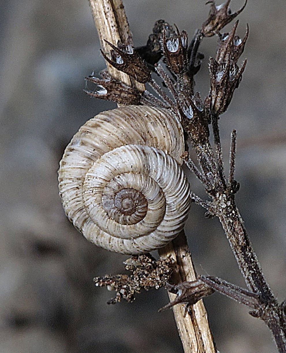 Zwergheideschnecke