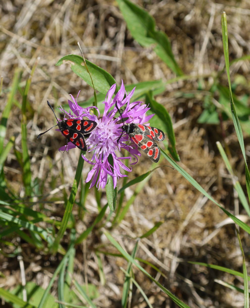 Rotwidderchen auf Flockenblume