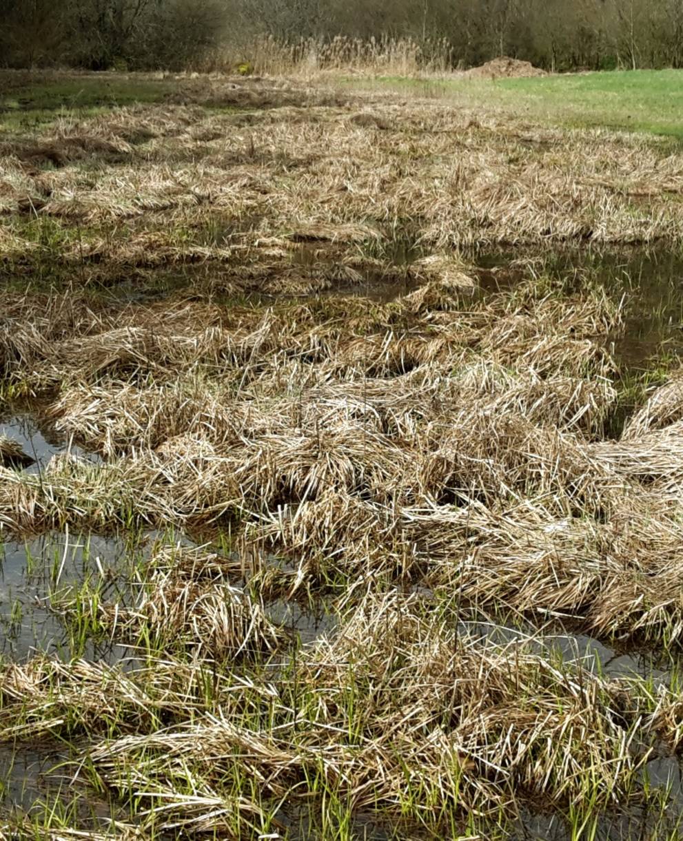 Naturschutzgebiet Mos-Buck