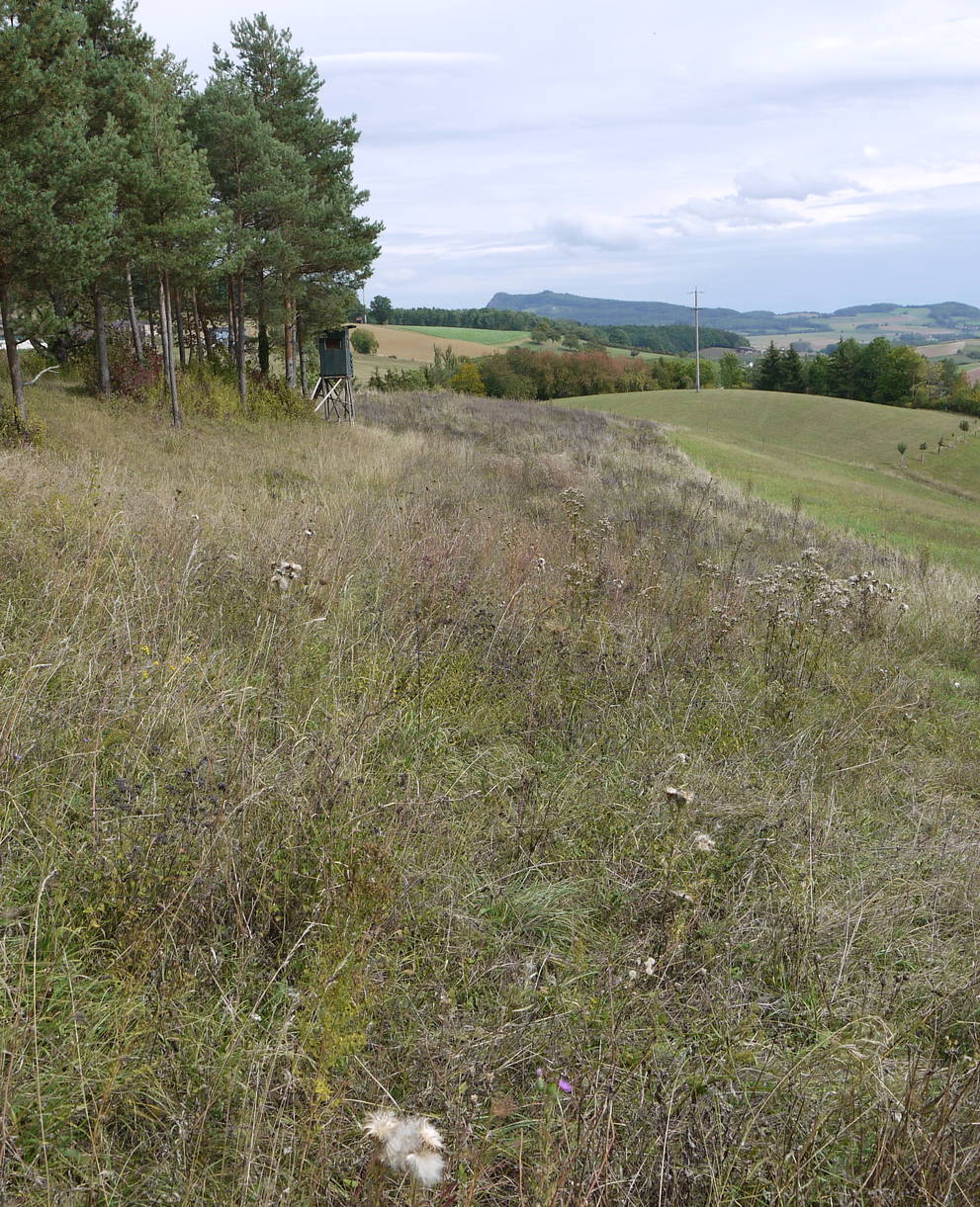 Das Schutzgebiet Albärg mit Blick auf den Hohenstoffel