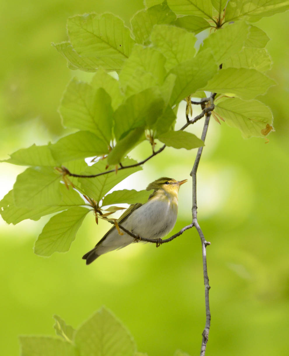 Waldlaubsänger