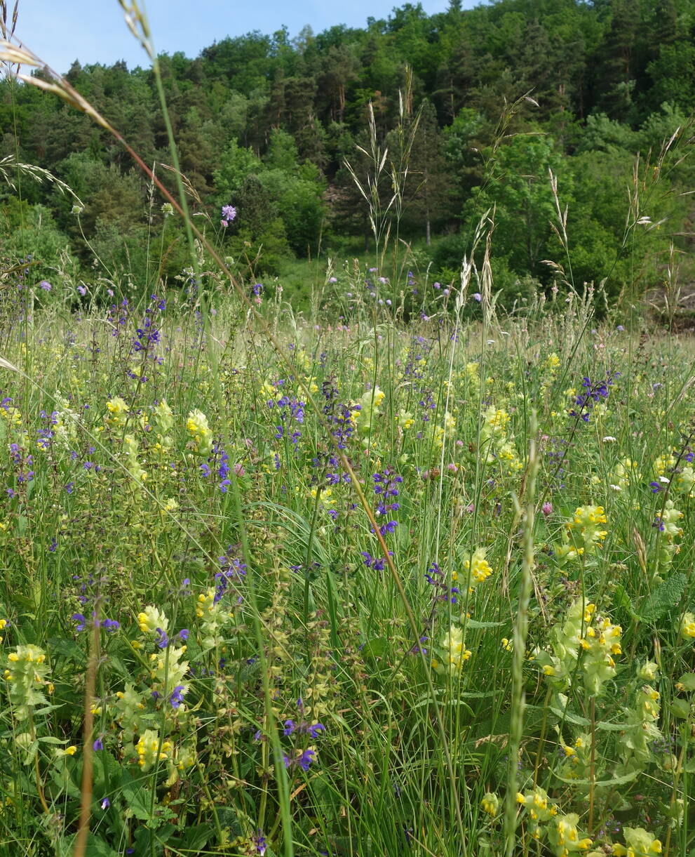 Blumenwiese