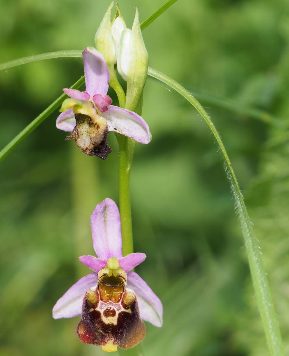 Orchideen