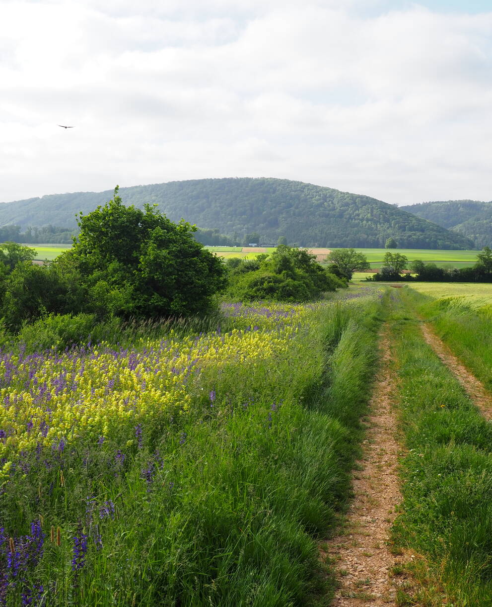 Klettgau-Widen