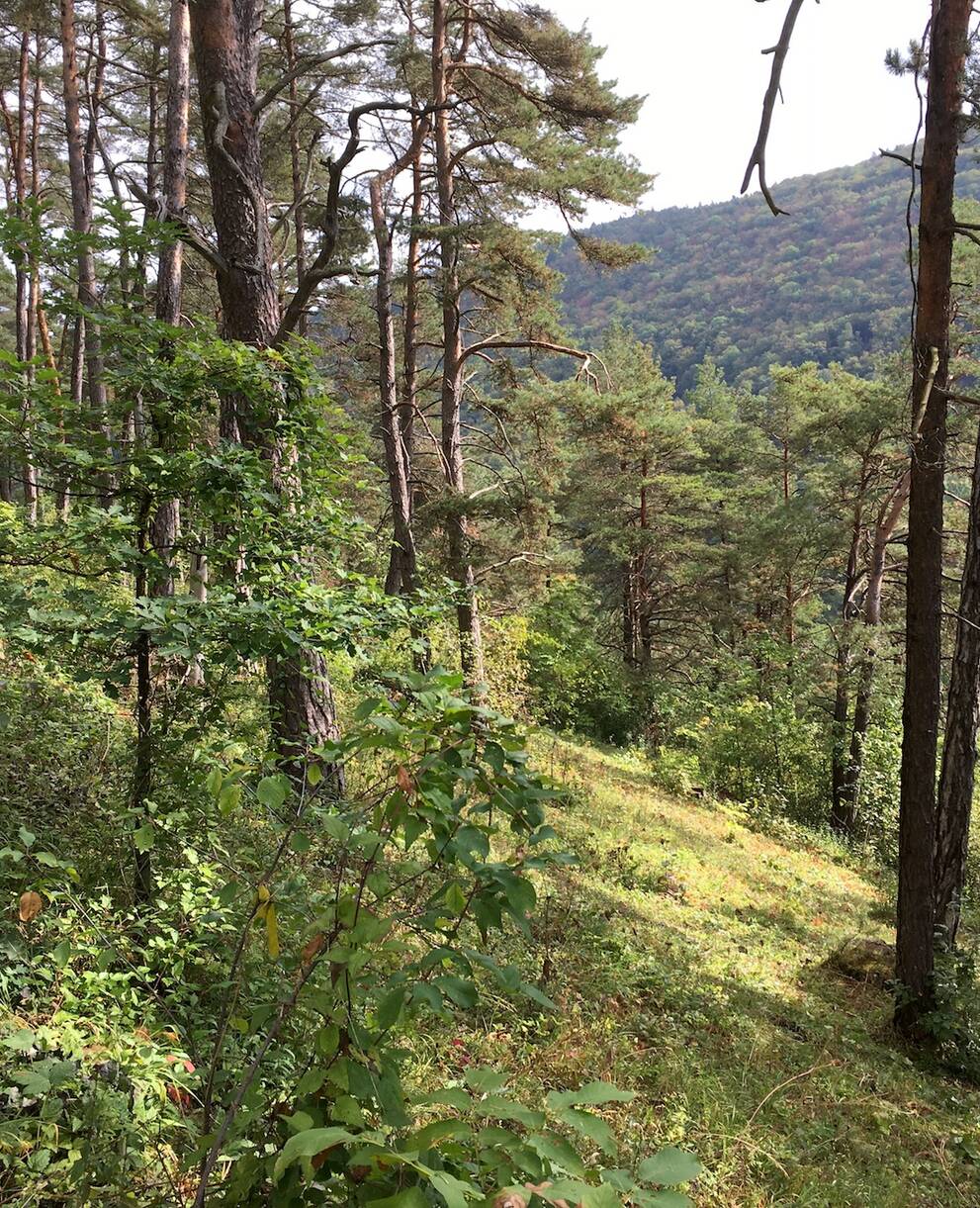 Waldkonzept