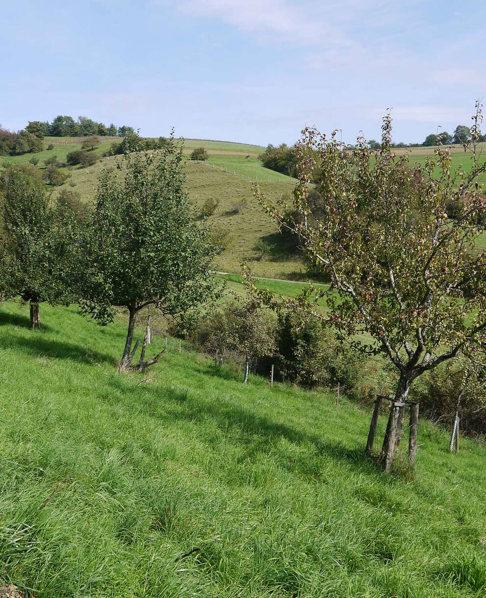 Chiibacker Obstbäume