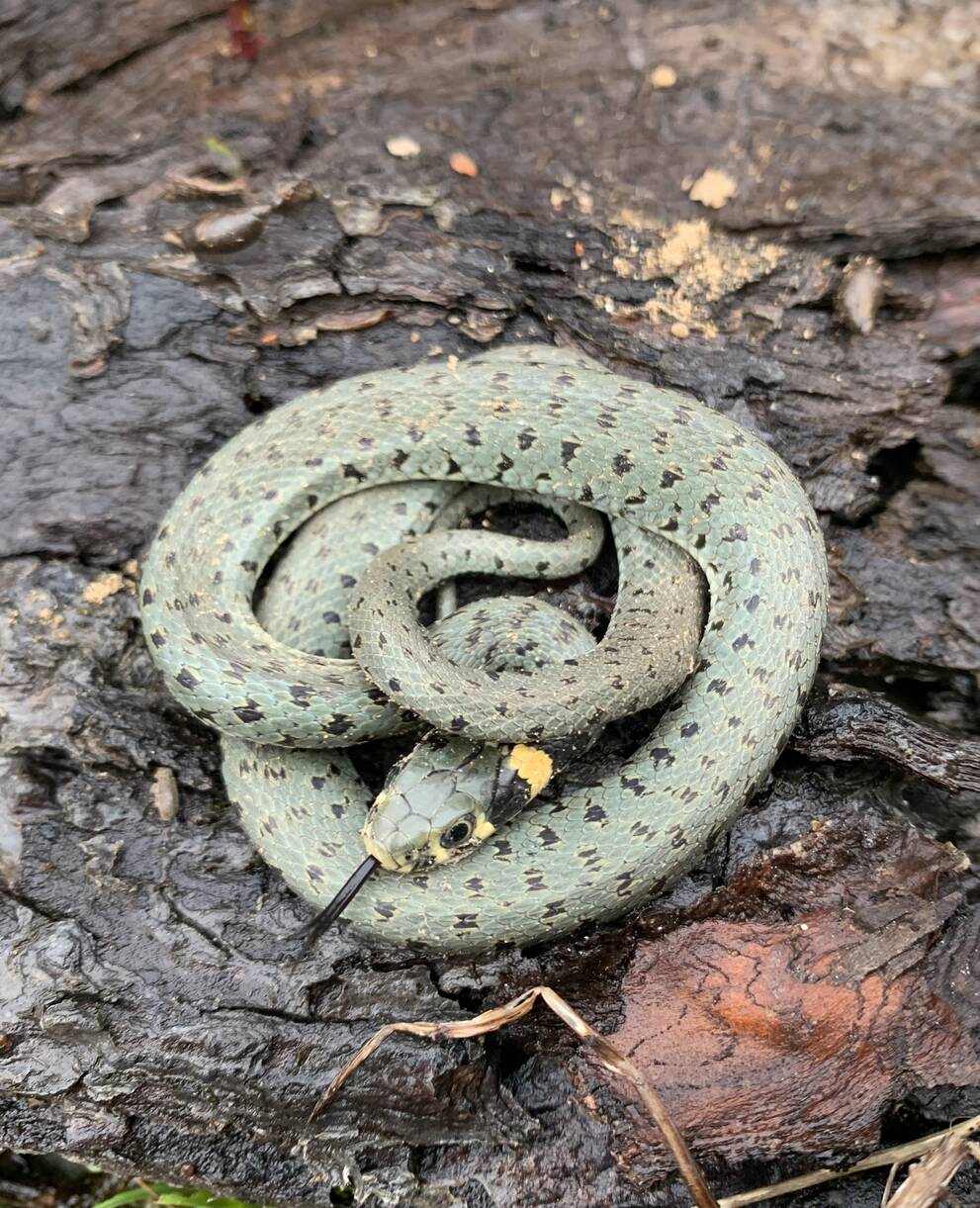 Ringelnatter @Raphael Zanner